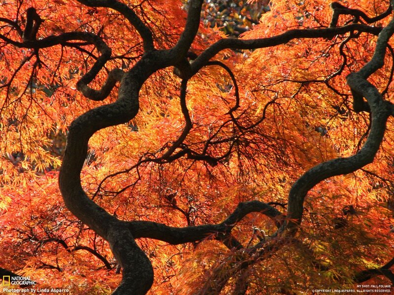 Vibrant autumn foliage