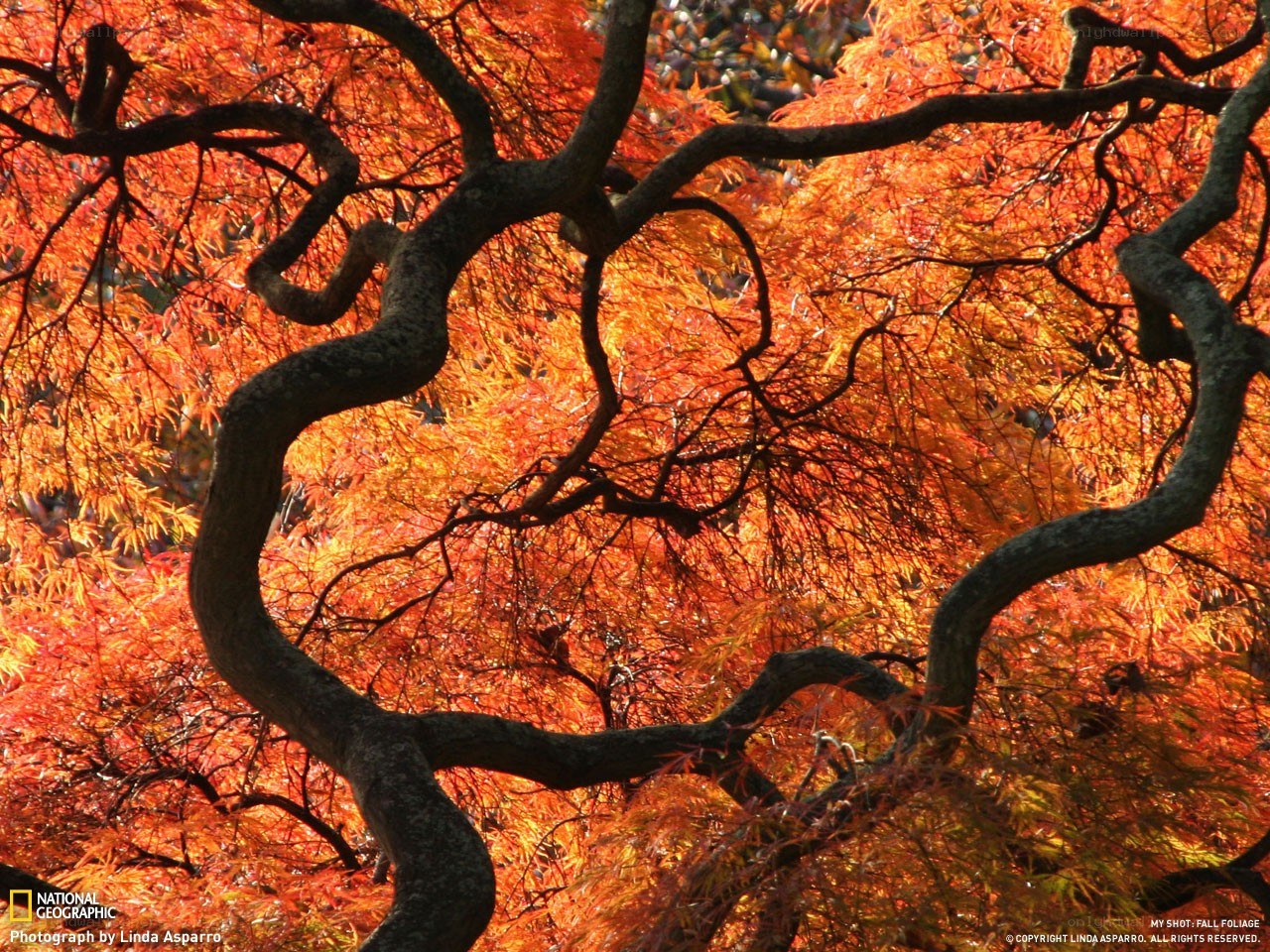 Vibrant autumn foliage