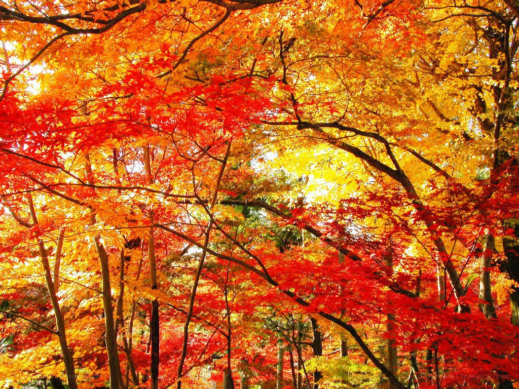 Vibrant autumn foliage