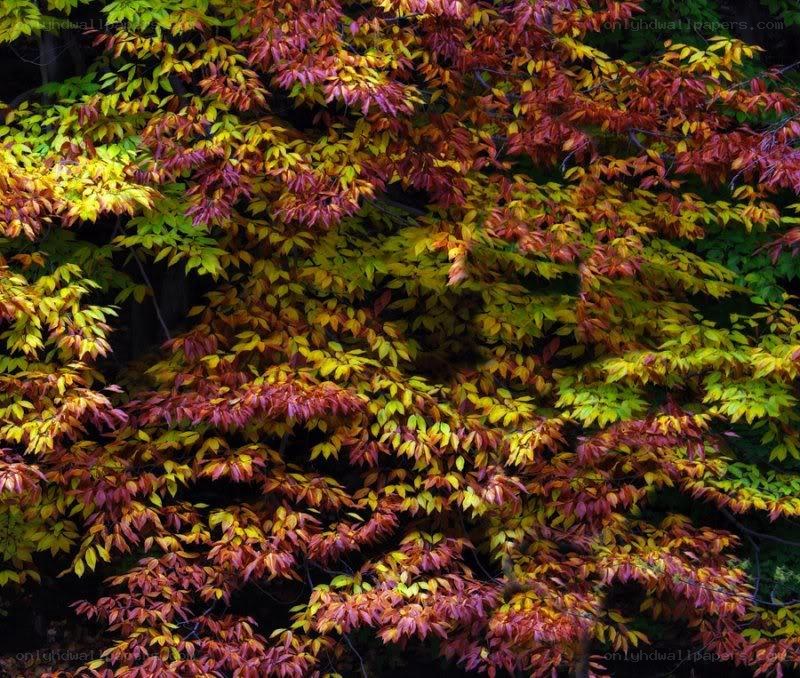 vibrant autumn foliage