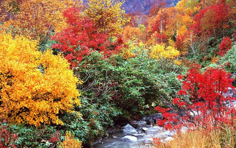 Vibrant autumn foliage by stream