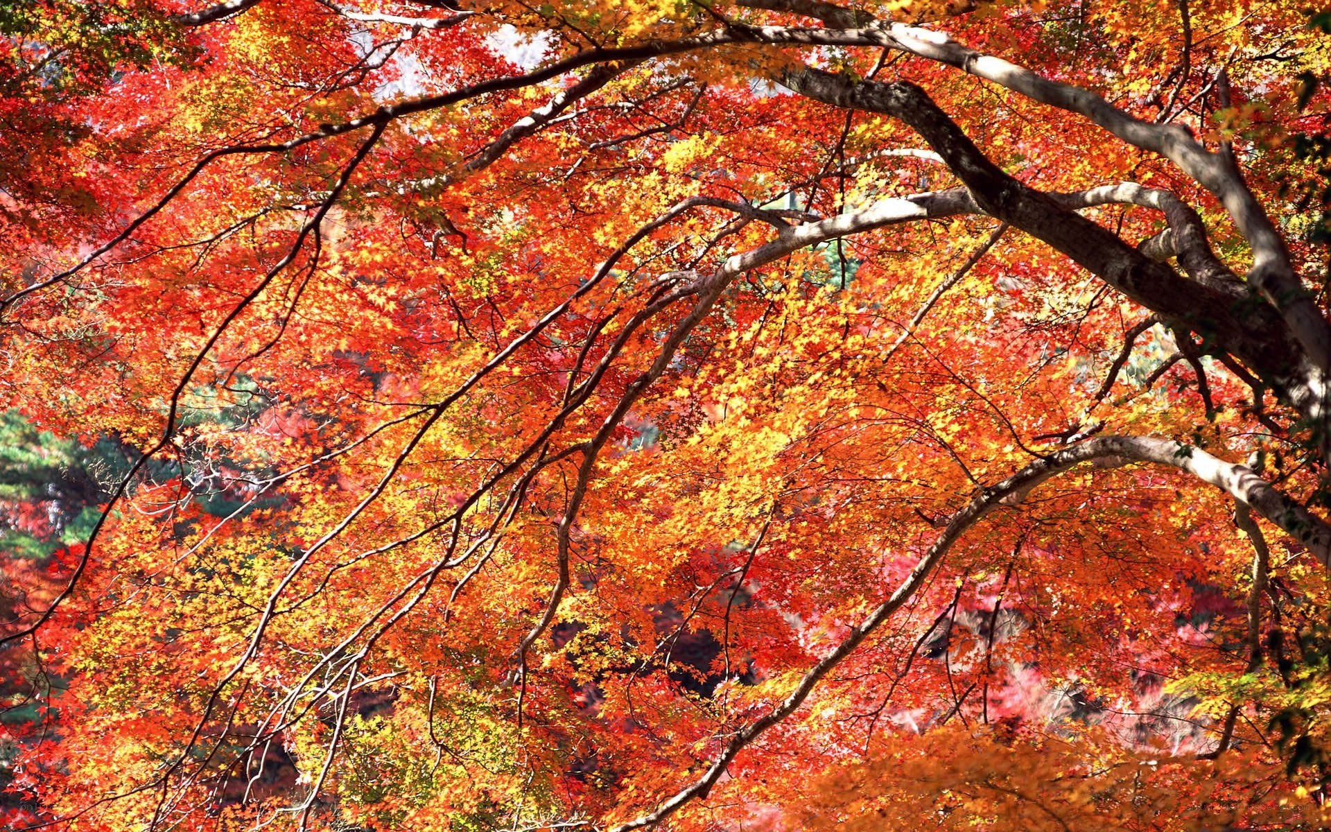 Vibrant autumn foliage canopy