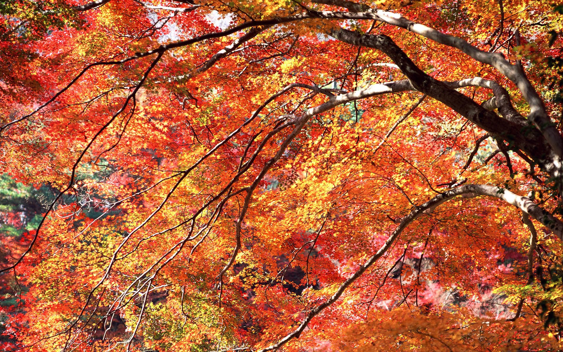 Vibrant autumn foliage canopy