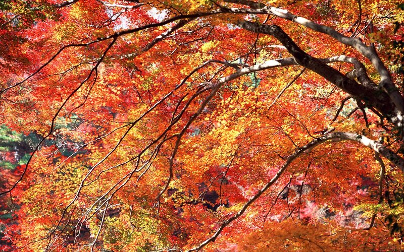 Vibrant autumn foliage canopy