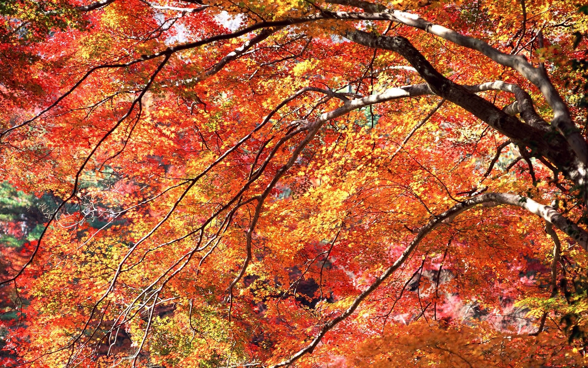 Vibrant autumn foliage canopy