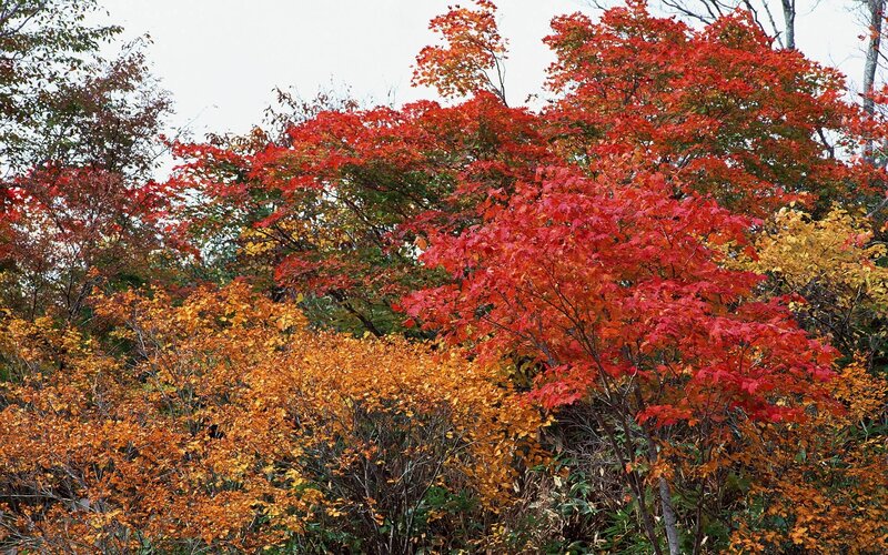Vibrant autumn foliage display