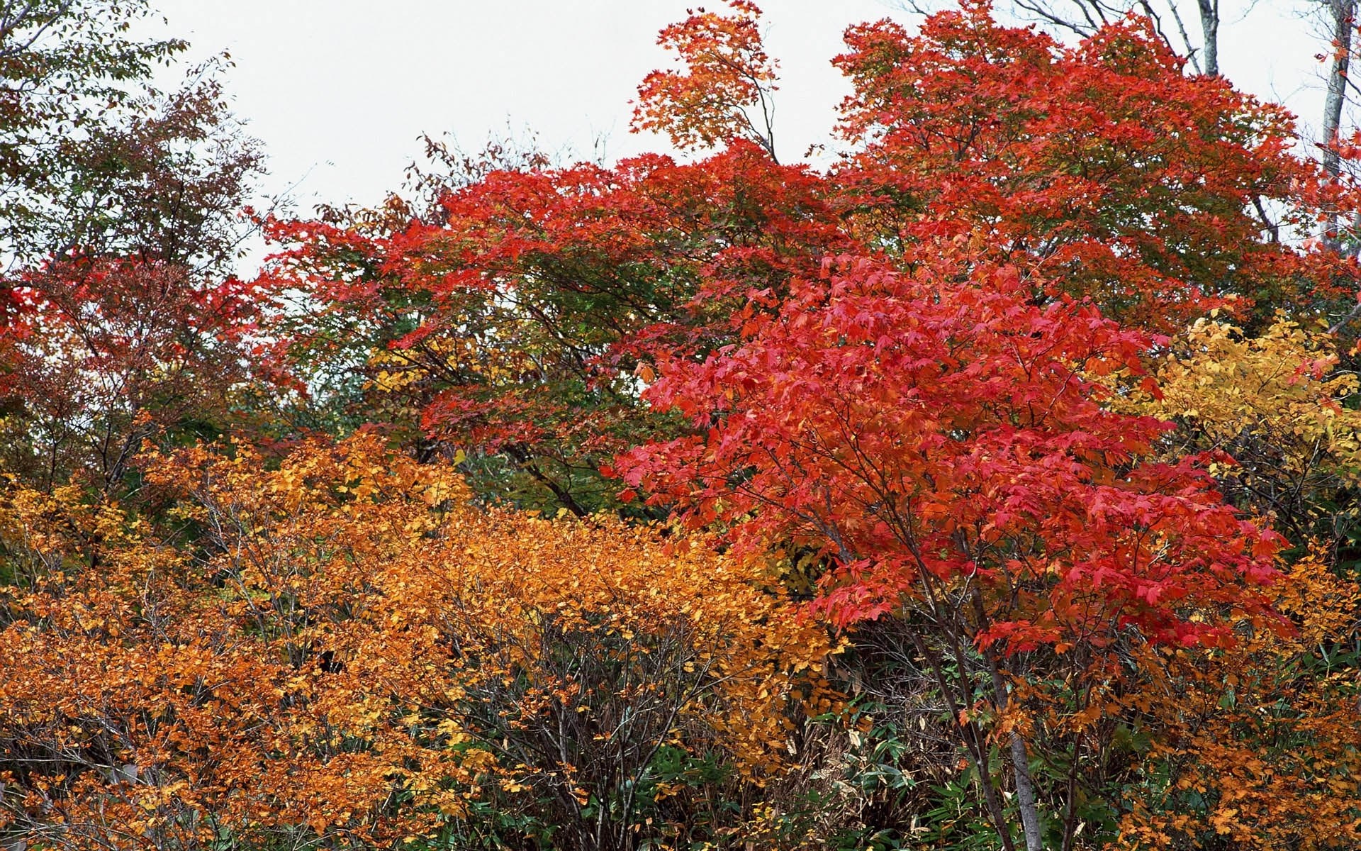 Vibrant autumn foliage display