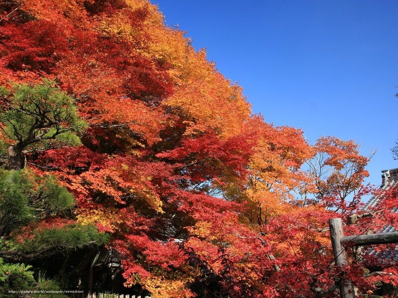 Vibrant autumn foliage