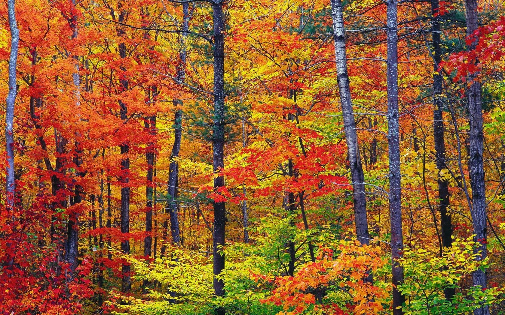 vibrant autumn forest