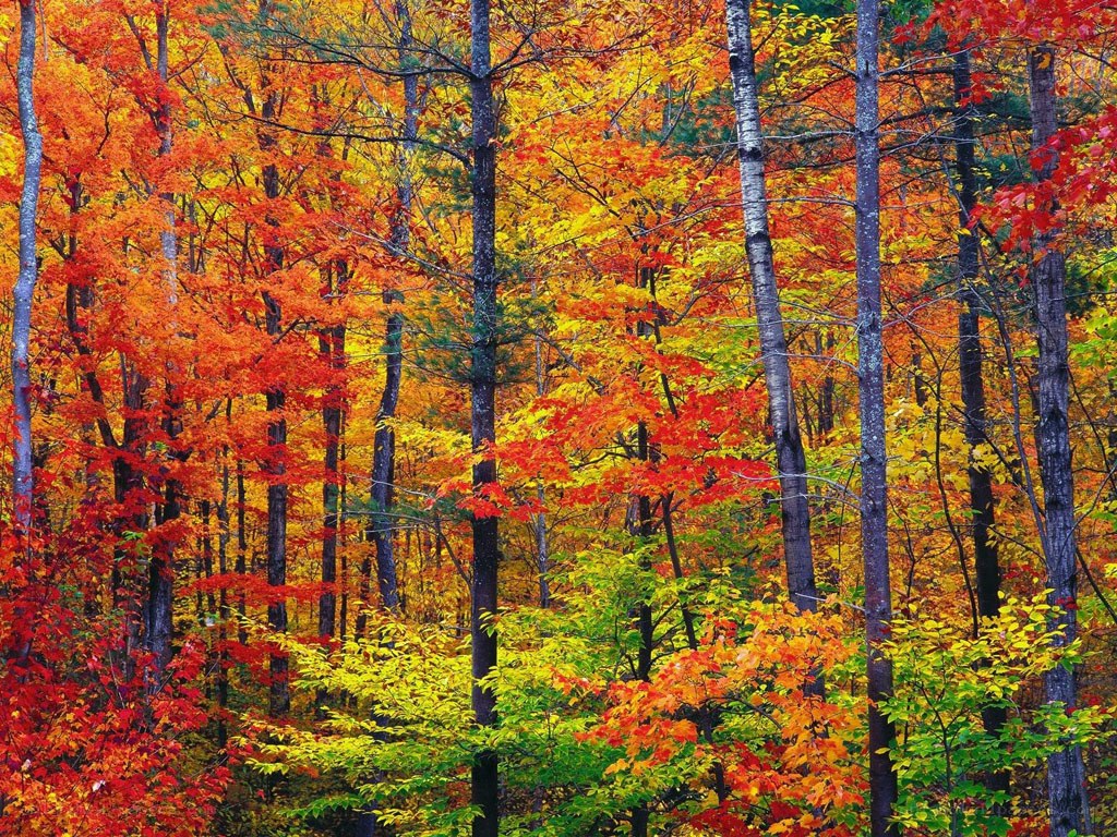 Vibrant autumn forest