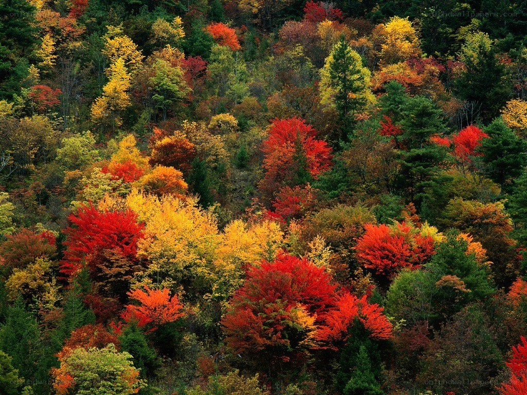 Vibrant autumn forest