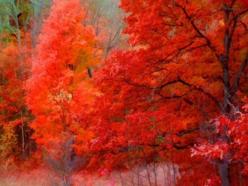 vibrant autumn forest