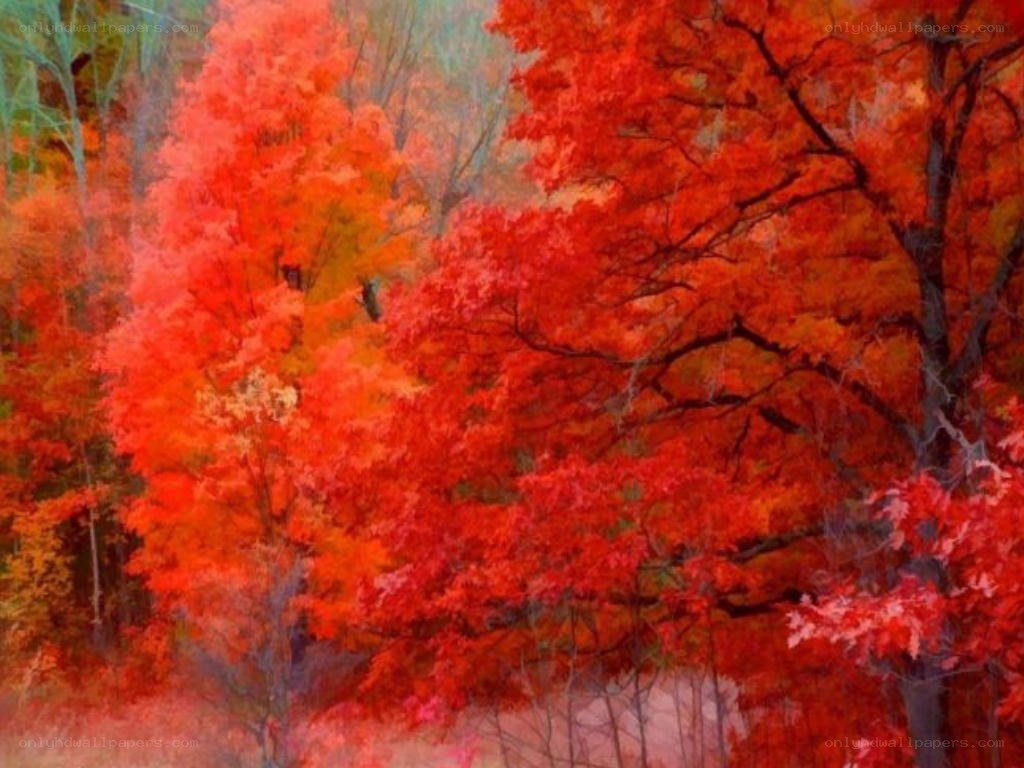 vibrant autumn forest