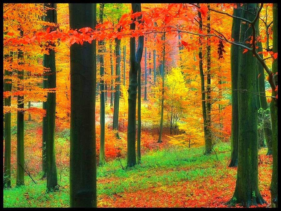Vibrant autumn forest