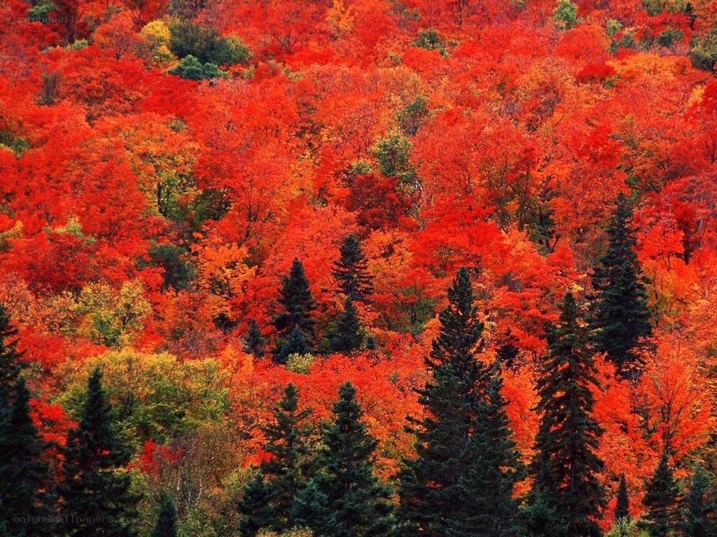 vibrant autumn forest