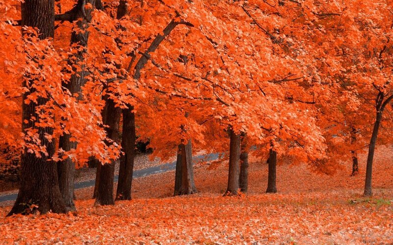 vibrant autumn forest