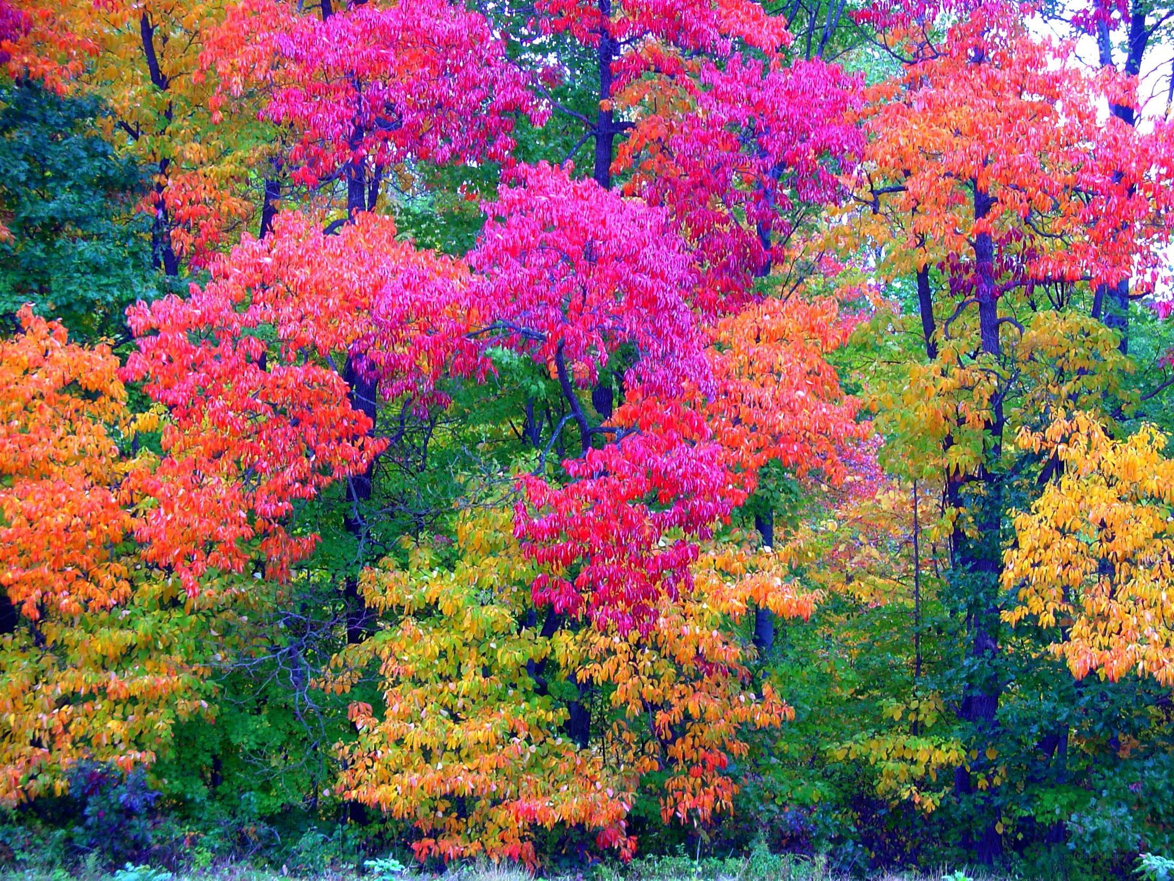 Vibrant autumn forest