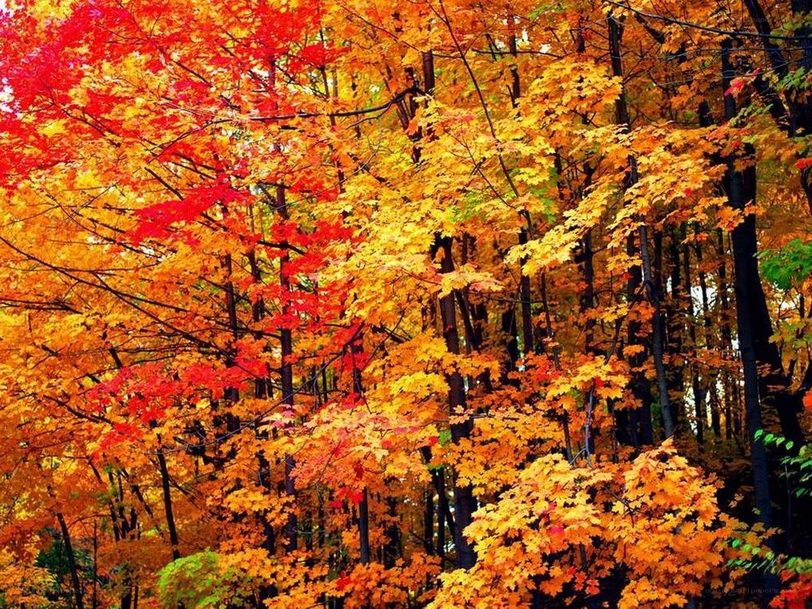 Vibrant autumn forest
