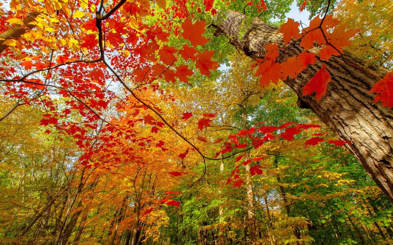 Vibrant autumn forest canopy