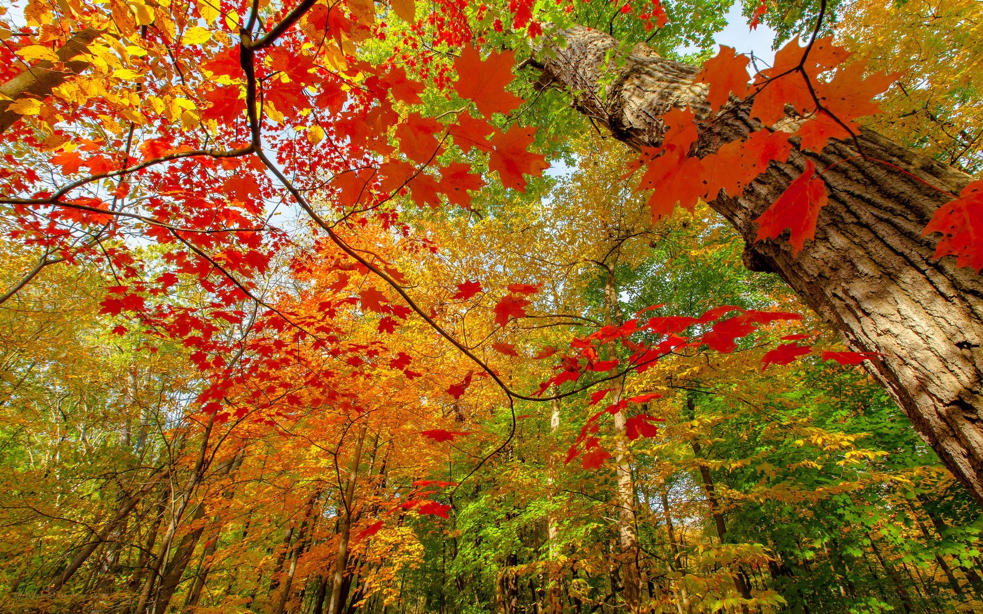 Vibrant autumn forest canopy