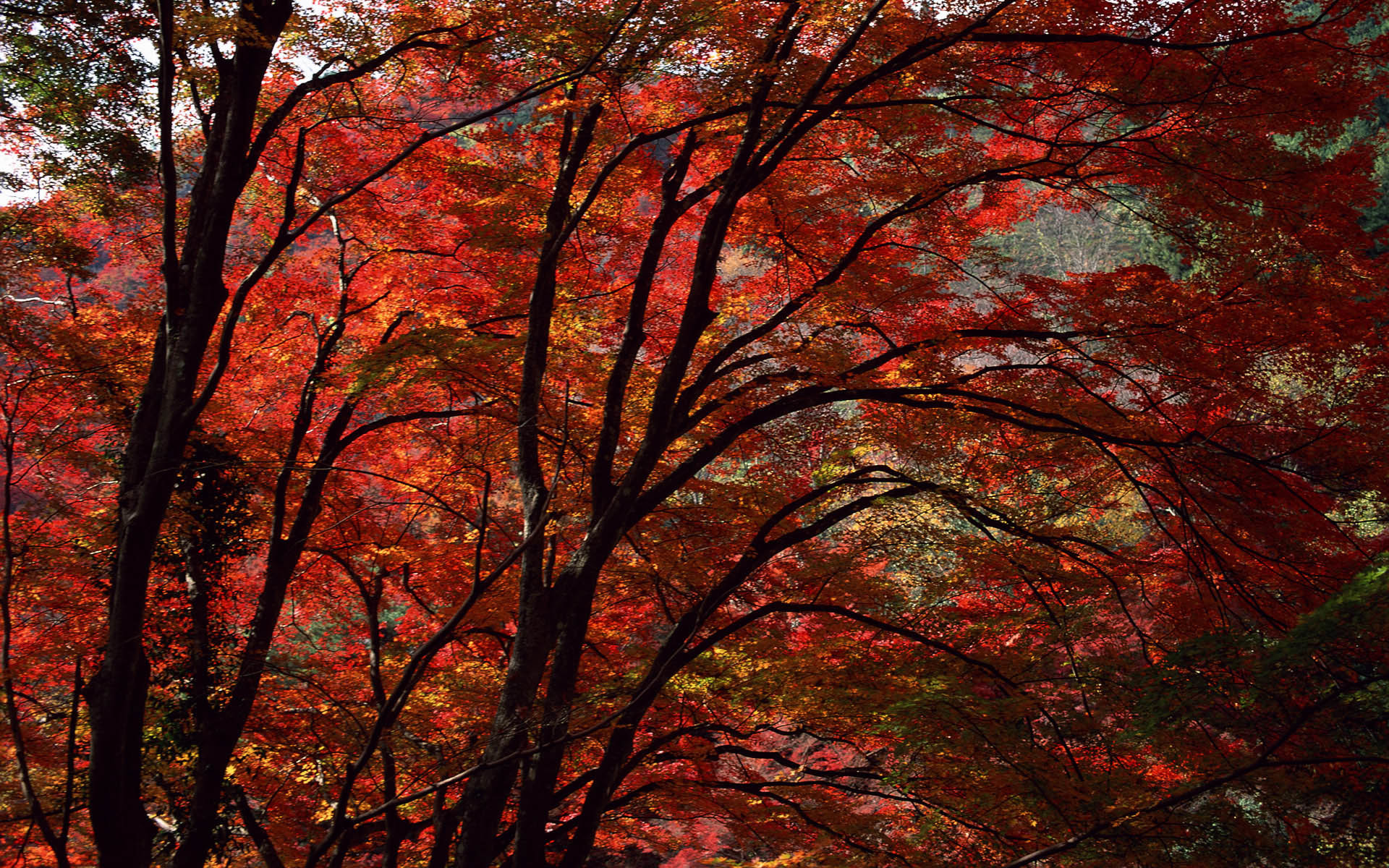Vibrant autumn forest canopy