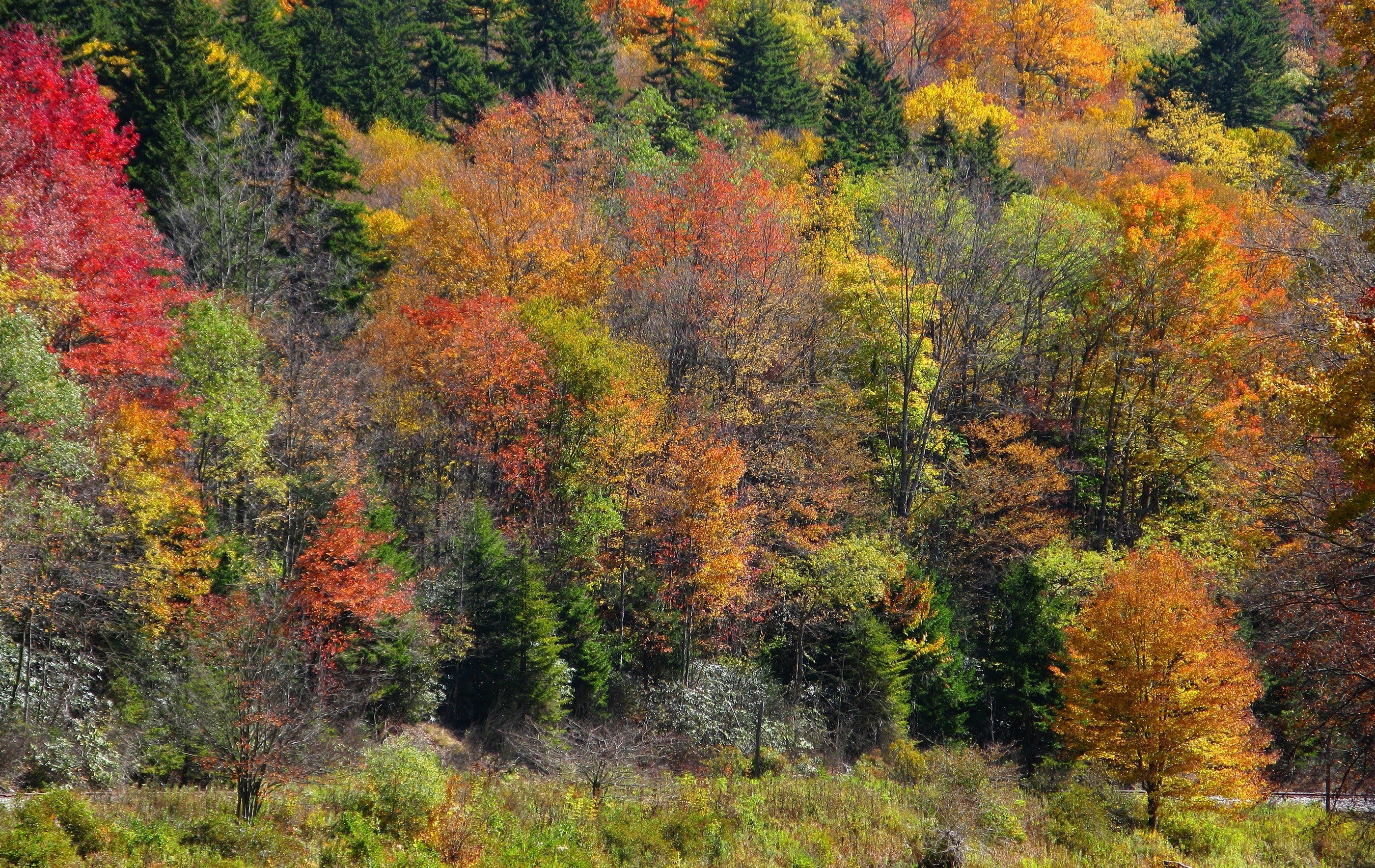 Vibrant autumn forest colors