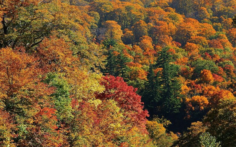 Vibrant autumn forest colors