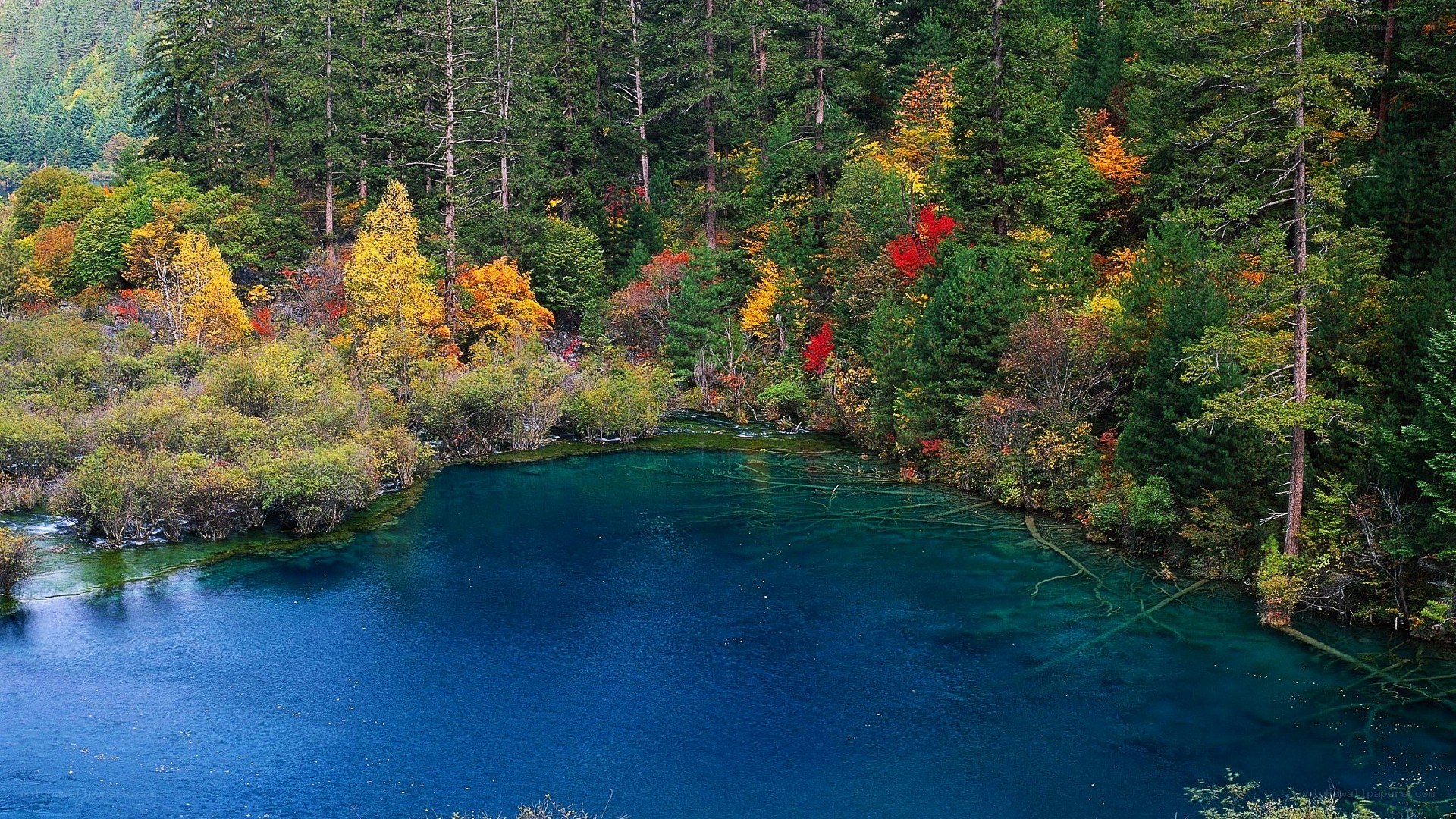 Vibrant autumn forest lake