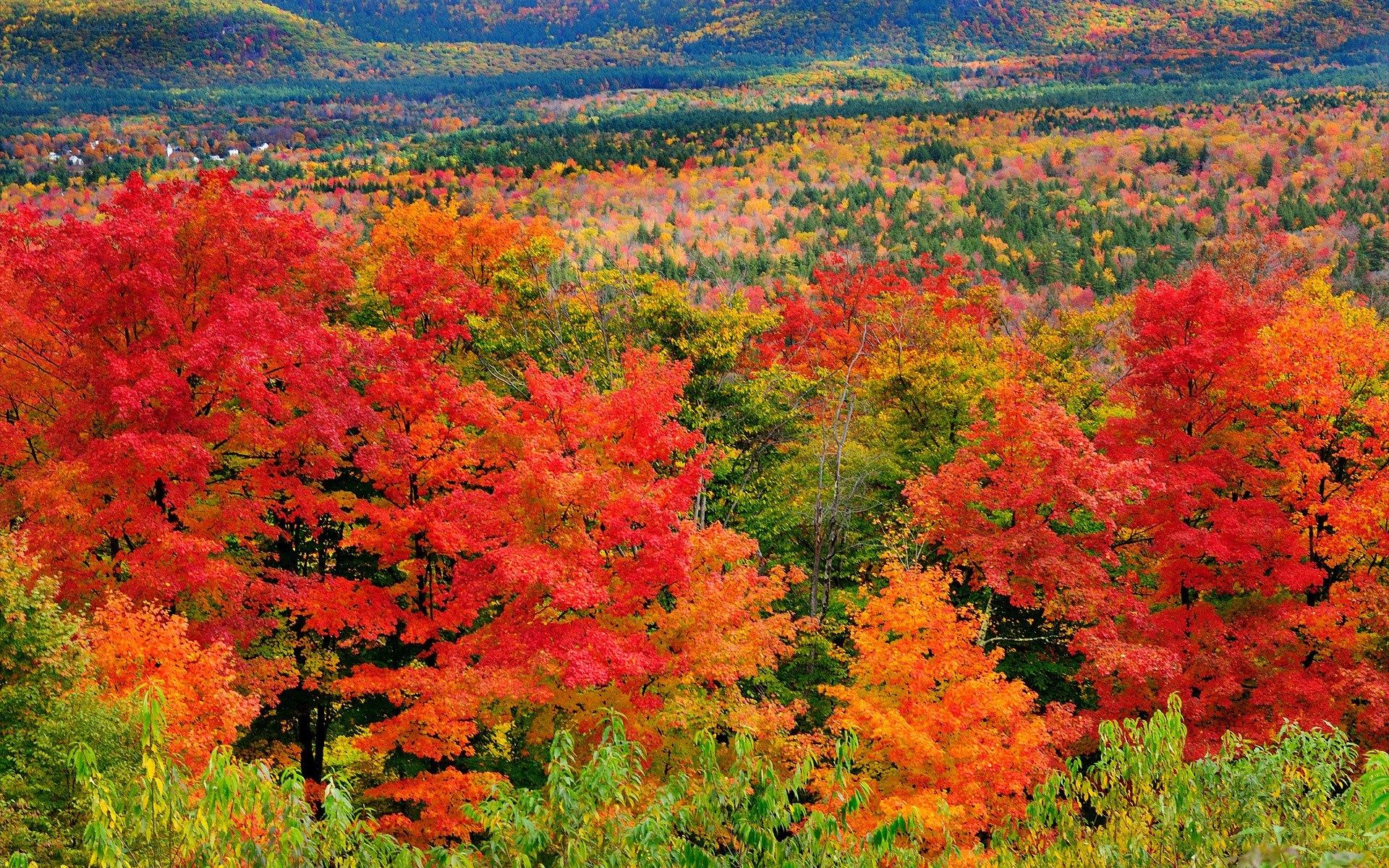 Vibrant autumn forest landscape
