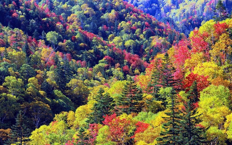 Vibrant autumn forest landscape
