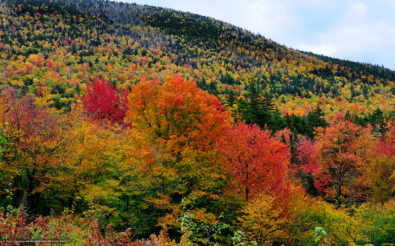 Vibrant autumn forest on a hillside
