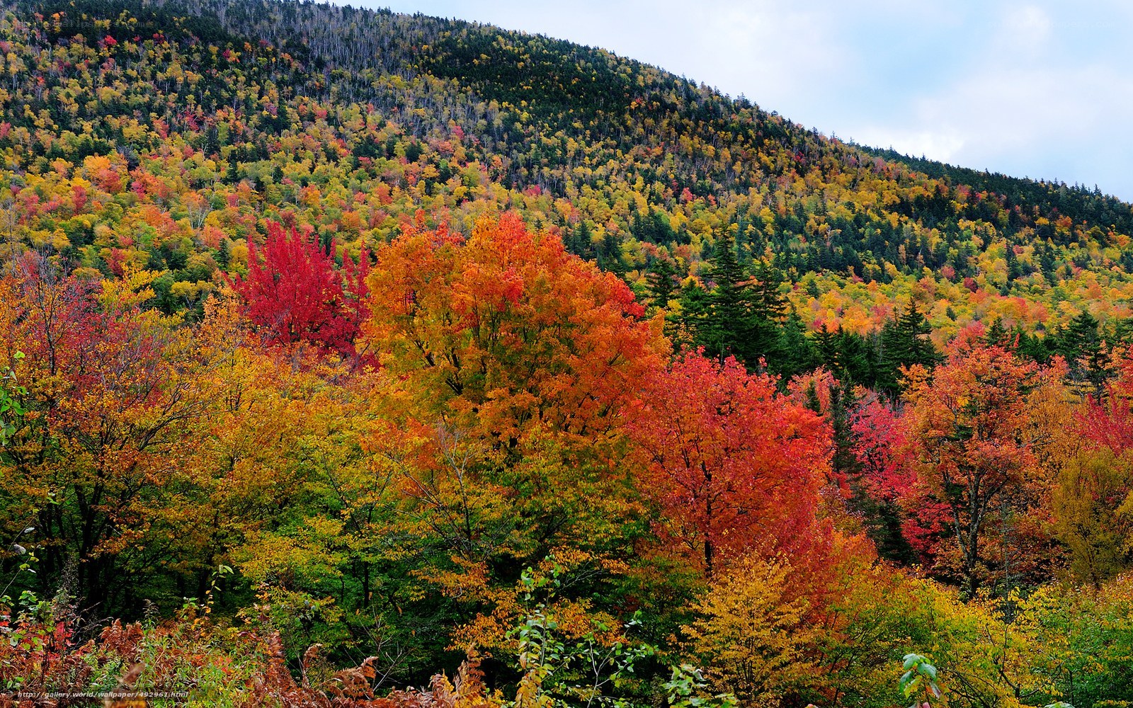 Vibrant autumn forest on a hillside