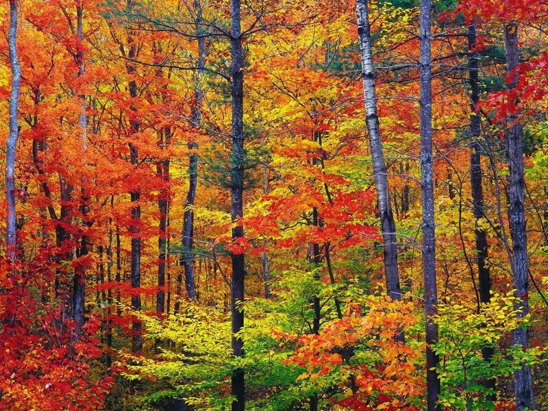 Vibrant autumn forest