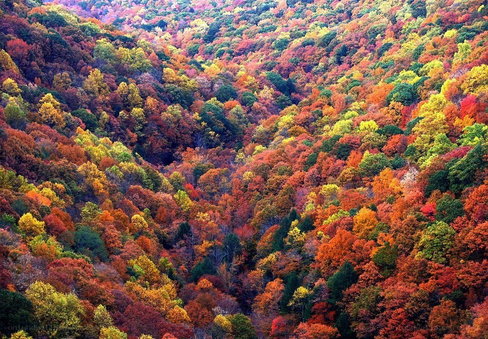 Vibrant autumn forest valley