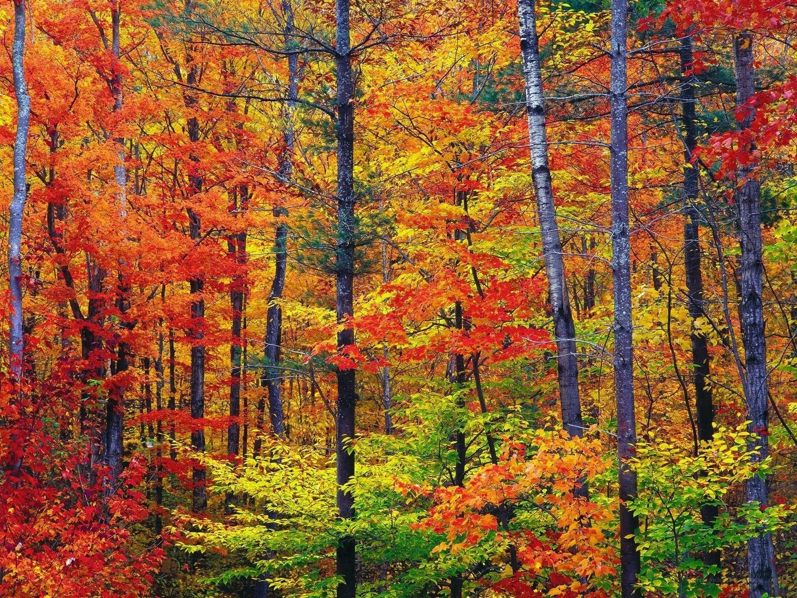 Vibrant autumn forest