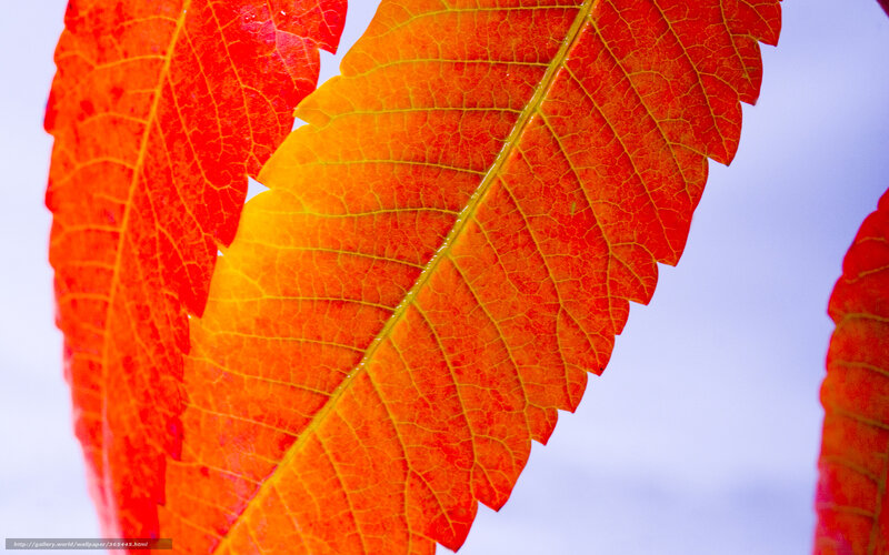 vibrant autumn leaf close-up