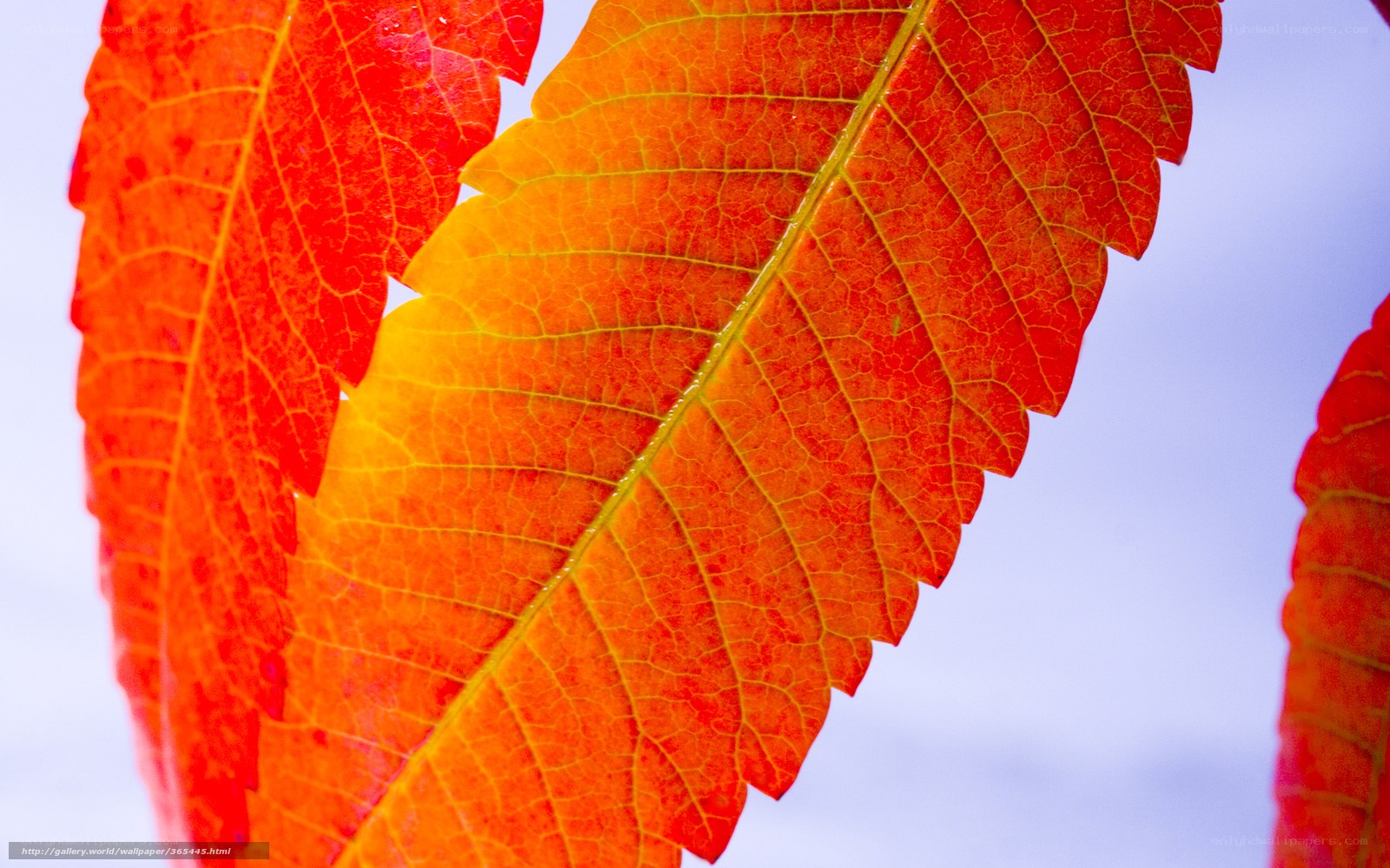 vibrant autumn leaf close-up