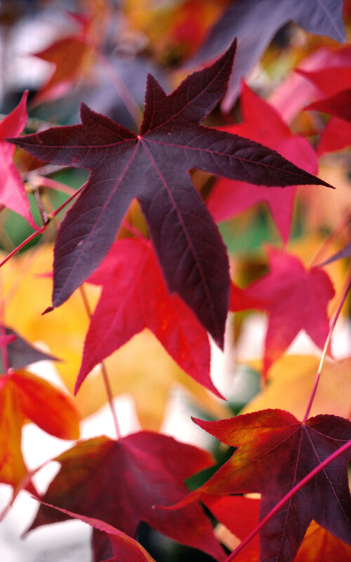vibrant autumn leaves