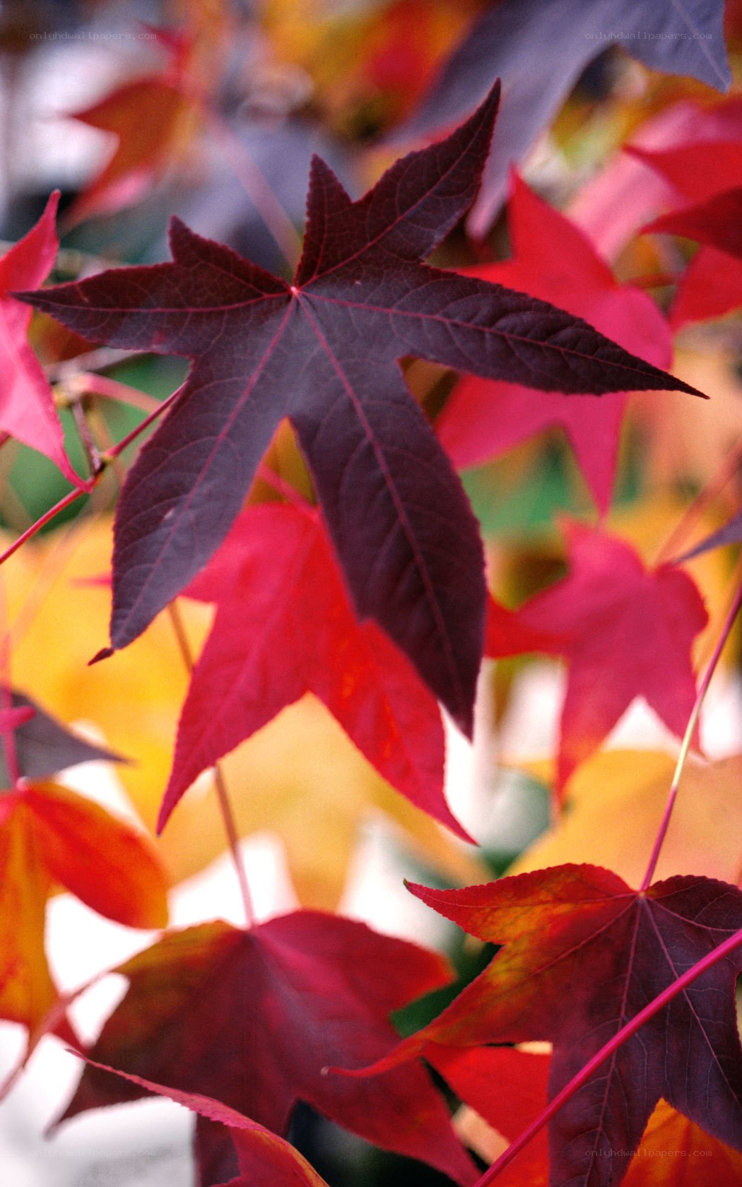 vibrant autumn leaves