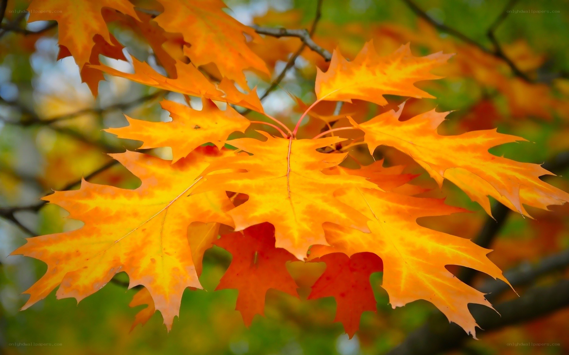 vibrant autumn leaves