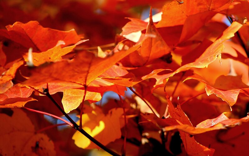 vibrant autumn leaves