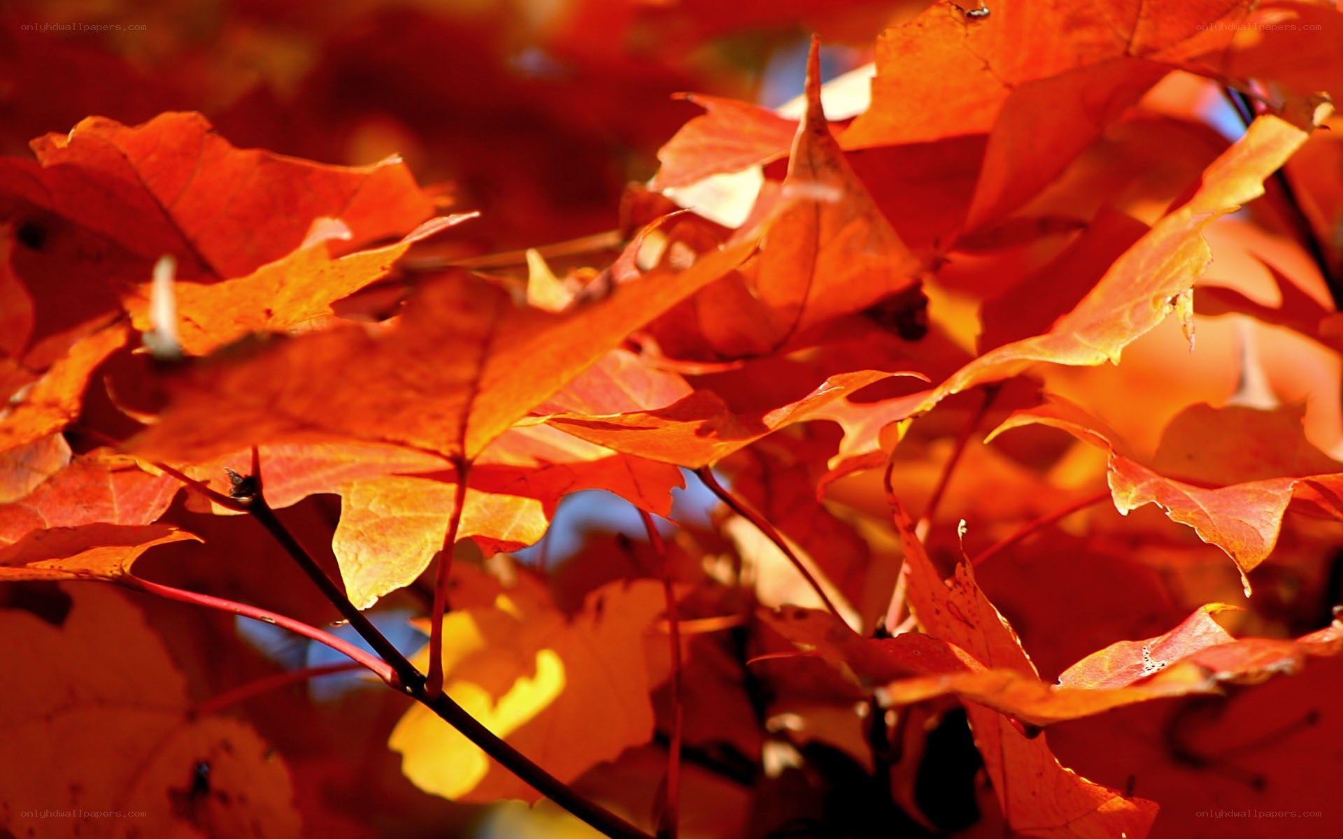 vibrant autumn leaves