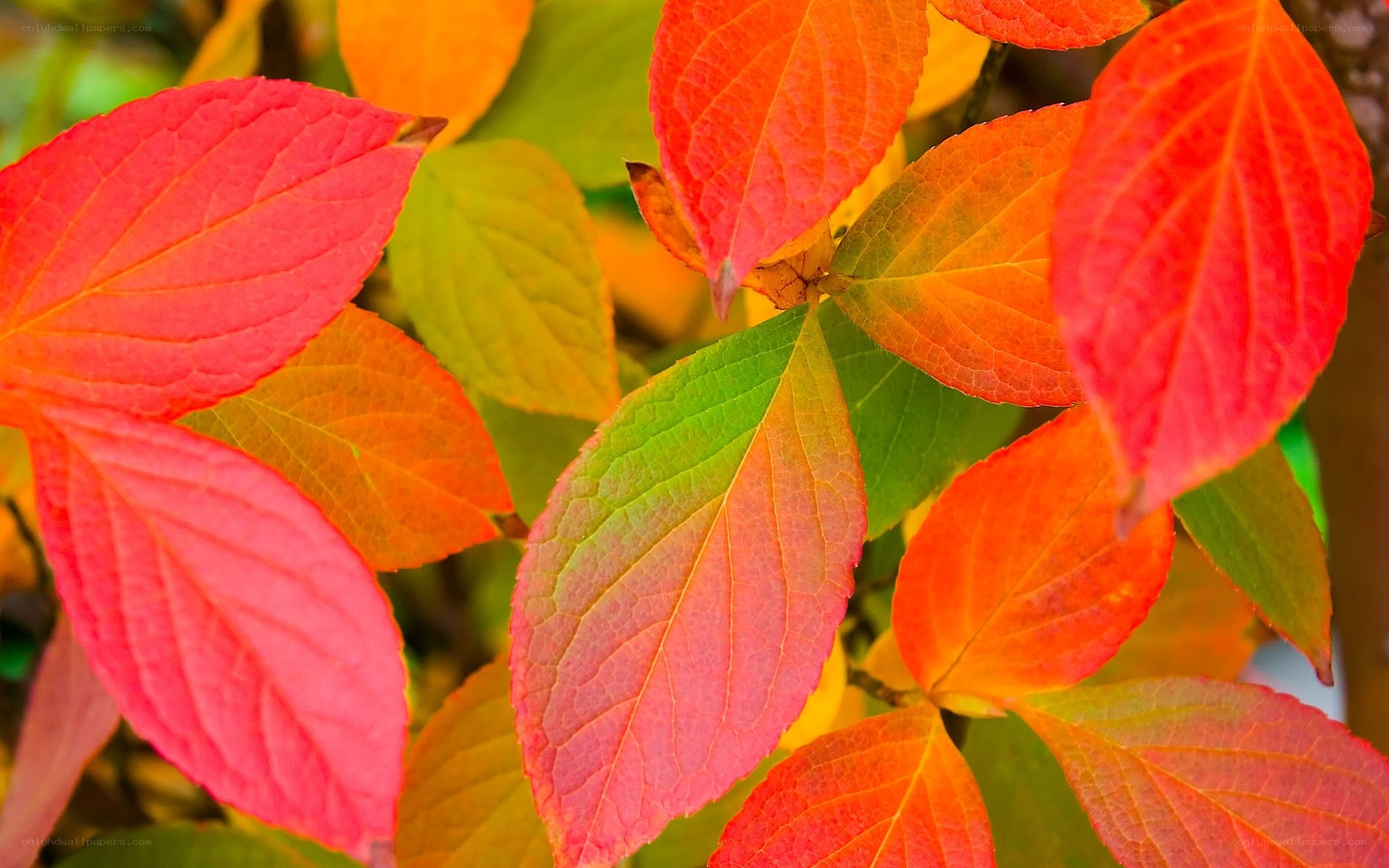 vibrant autumn leaves