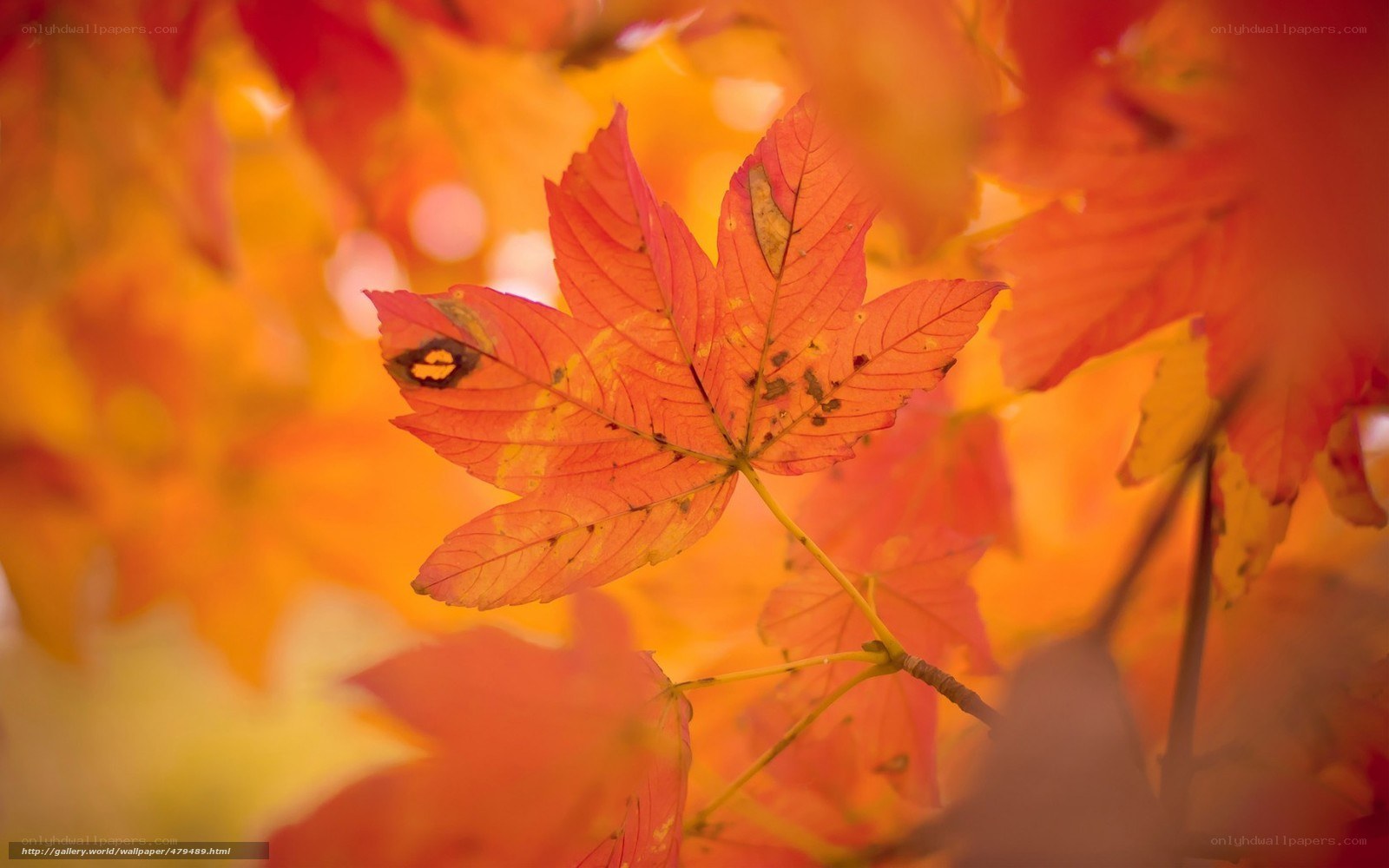 vibrant autumn leaves