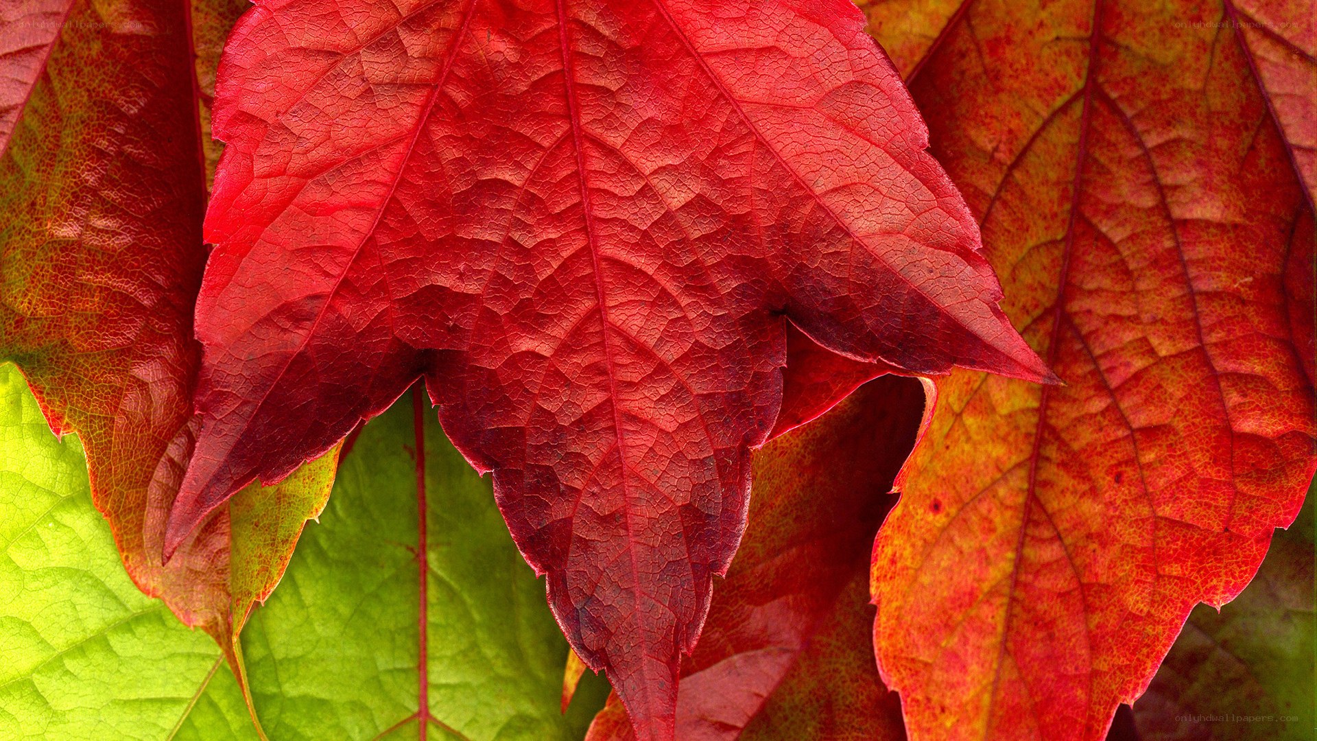 vibrant autumn leaves