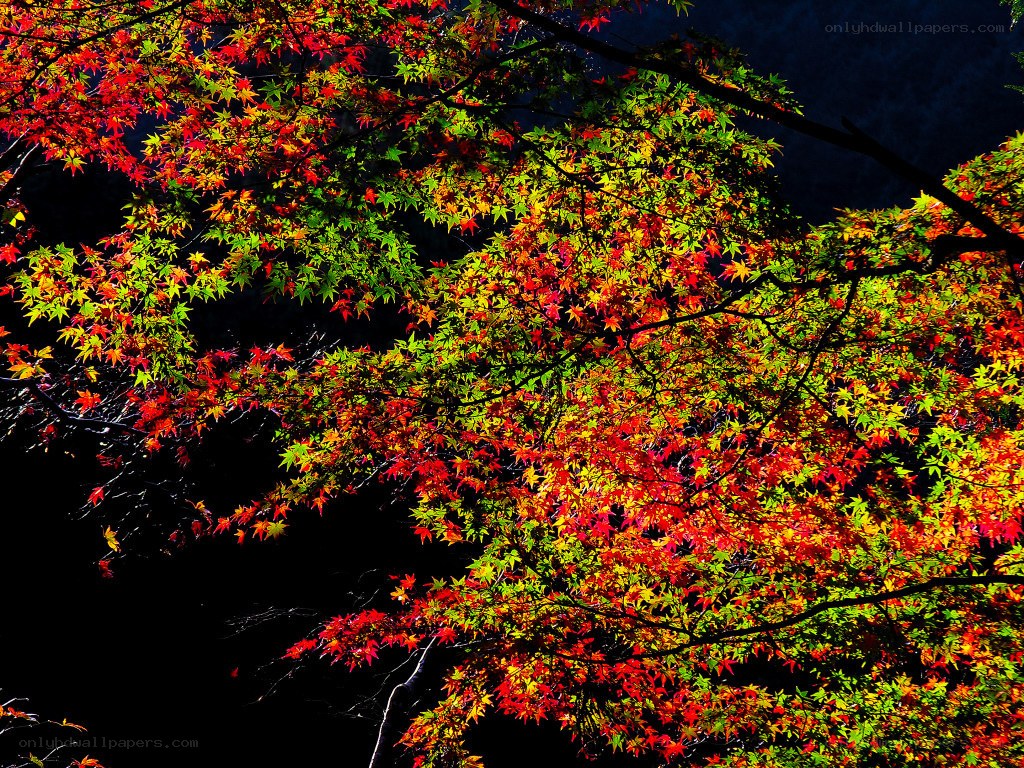 Vibrant autumn leaves at night