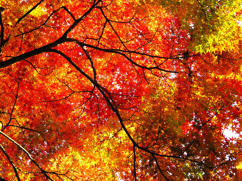 Vibrant autumn leaves from below