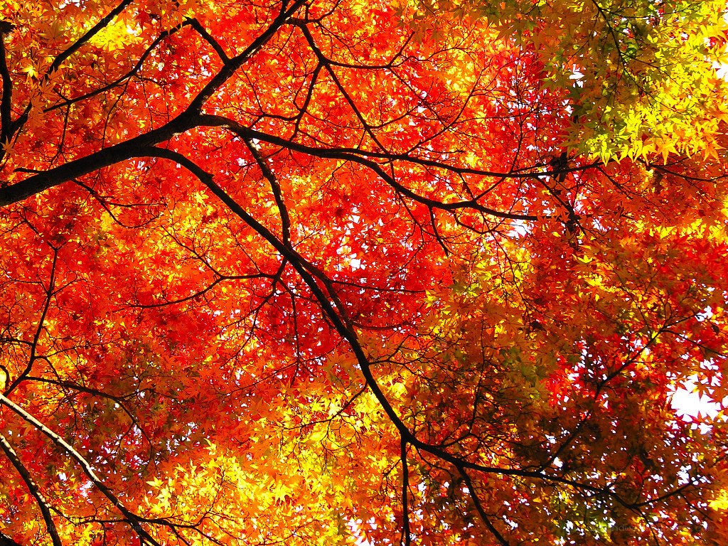 Vibrant autumn leaves from below