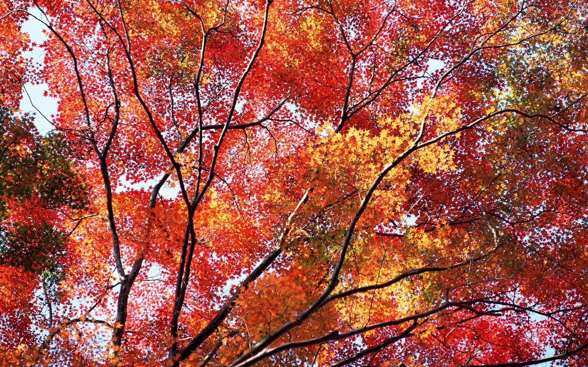 Vibrant autumn leaves from below