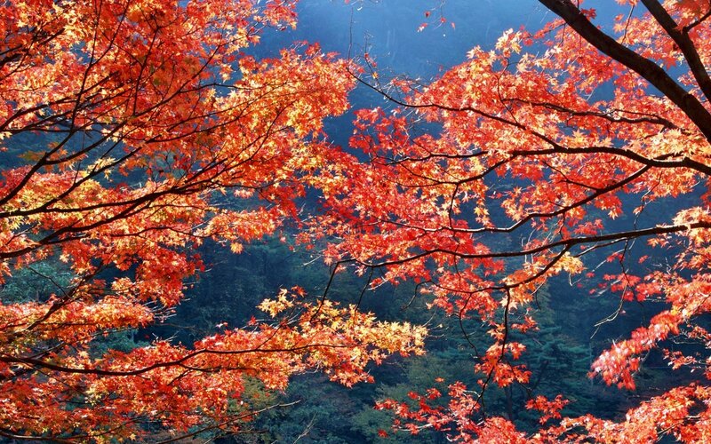 Vibrant autumn leaves in forest